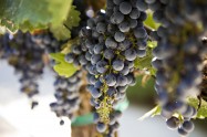 Napa Valley Wine Grapes